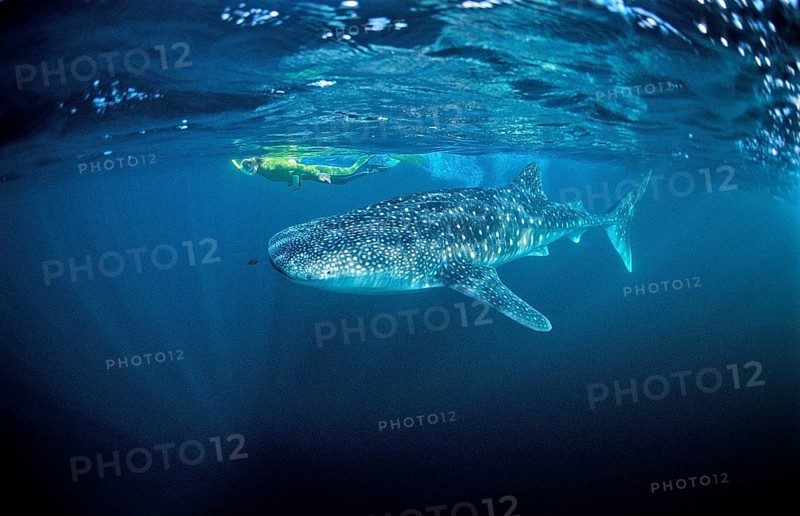 Whale shark and snorkeller, Rhincodon thypus, Djibouti, Djibouti, Africa, Afar Triangle, Gulf of Aden, Gulf of Tadjourah, Africa