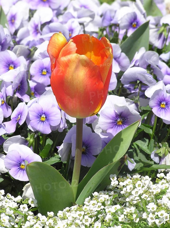 Orange tulip, Tulipa gesneriana, in garden setting