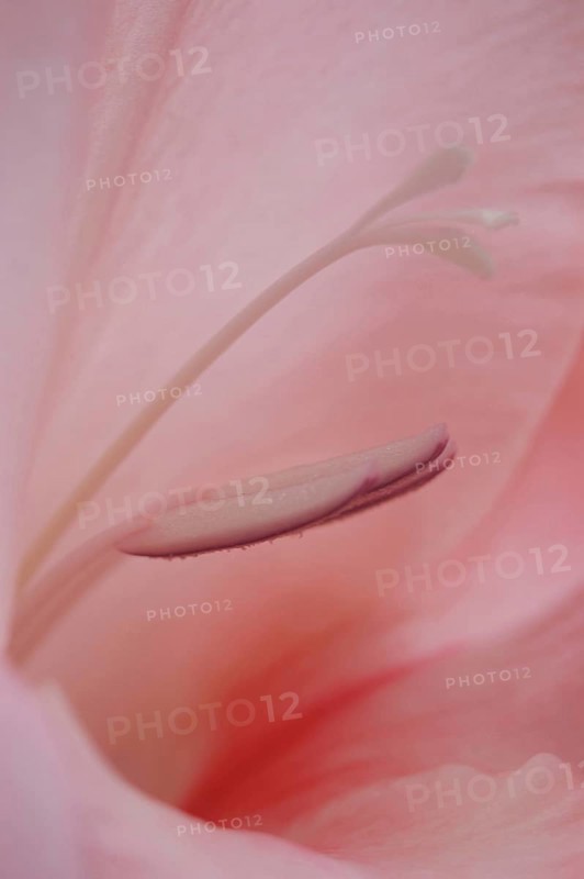 Closeup of stamens and pistils in pink gladioli flower
