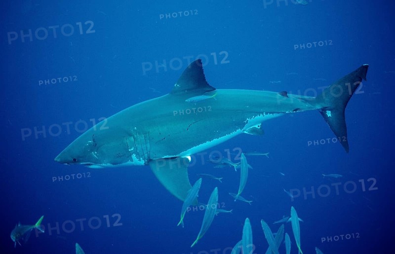 Great white shark, Carcharodon carcharias, Australia, Dangerous Reef, Neptune Island, Oceania