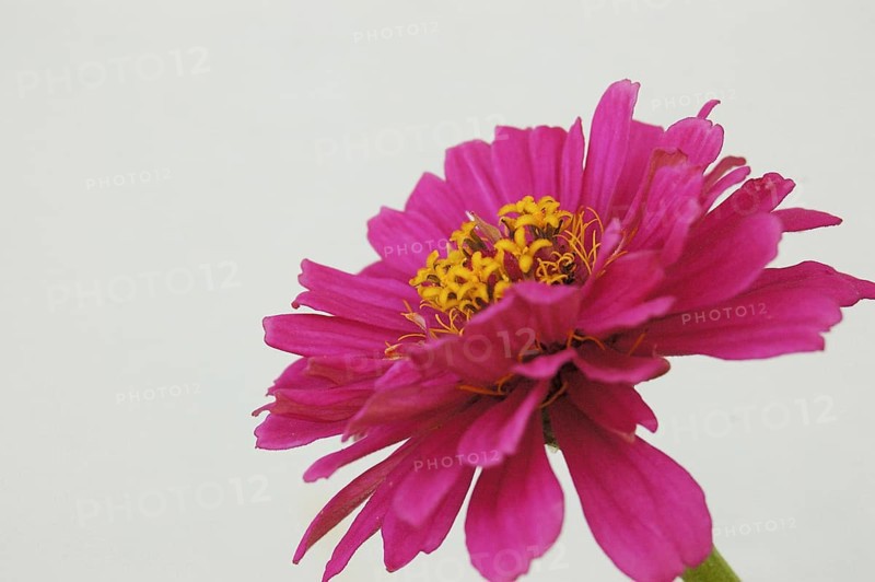 Side on closeup of pink zinnia flower with pale background
