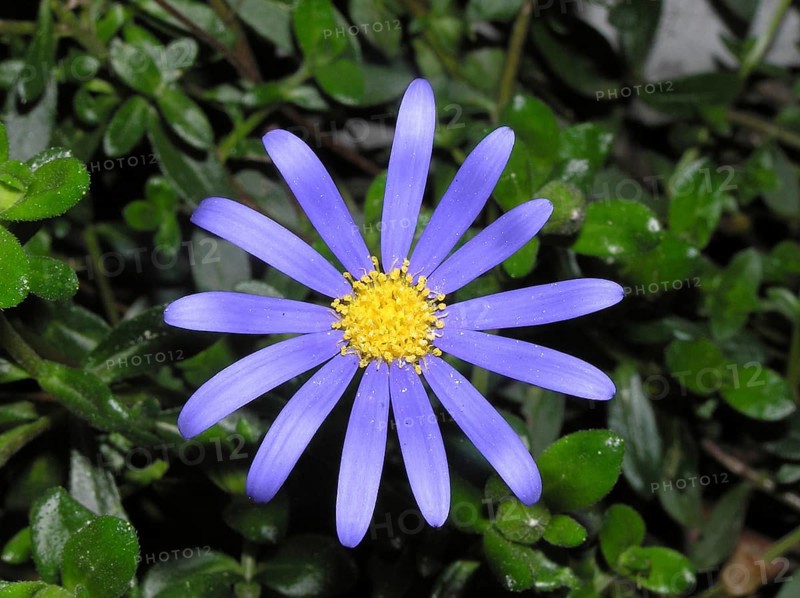 Blue daisy