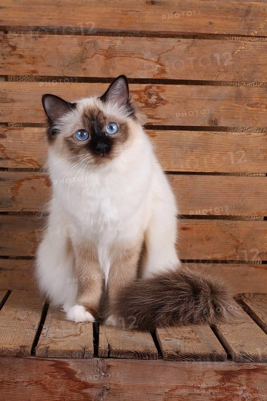 SACRED CAT OF BIRMA, SACRED CAT OF BIRMA, BIRMAN CAT, ADULT, SEAL-POINT, INTERESTEDLY