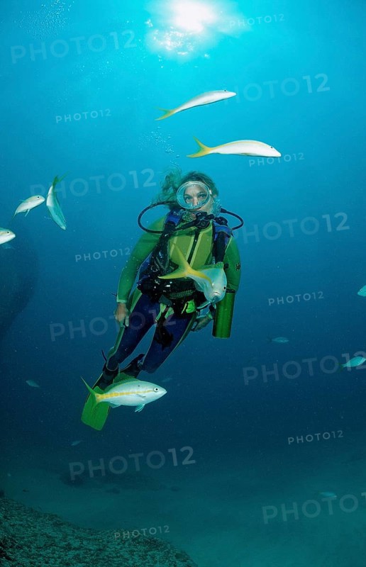 Yellowtail snapper and diver, Ocyurus chrysurus, Punta Cana, Caribbean Sea, Dominican Republic, Central America