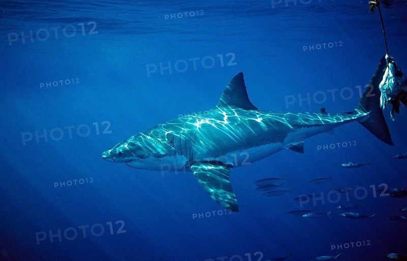 Great white shark, Carcharodon carcharias, South Africa, Dyer Island, Gansbaai, Atlantic Ocean, Africa