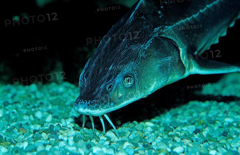Waxdick, Russian sturgeon, sturgeon, Acipenser gueldenstaedti, Acipenser güldenstaedti, Romania, Black Sea, Danube, Danube, Volga, Europe