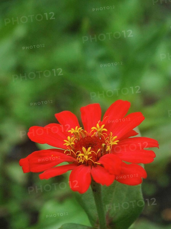 Red zinnia against green background