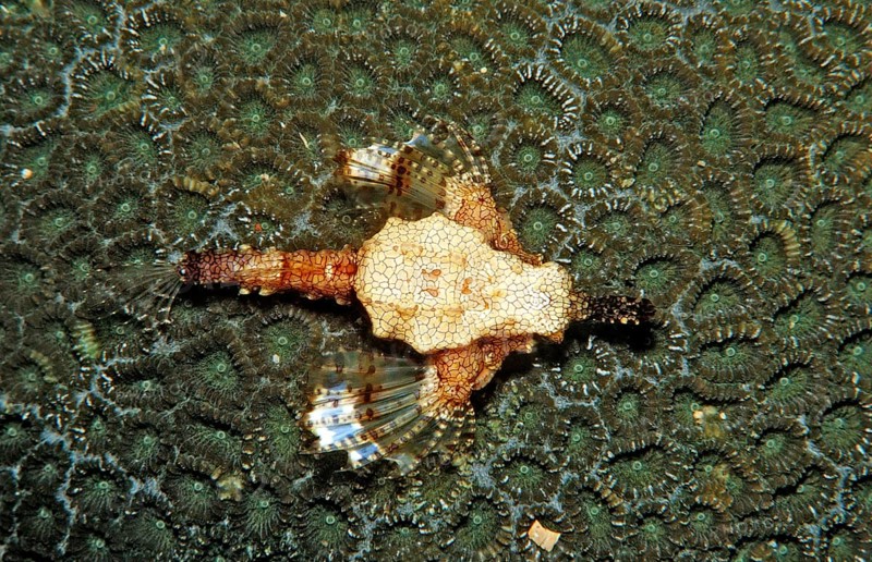 Dwarf winged horsefish, Eurypegasus draconis, Komodo National Park, Indian Ocean, Indonesia, Asia