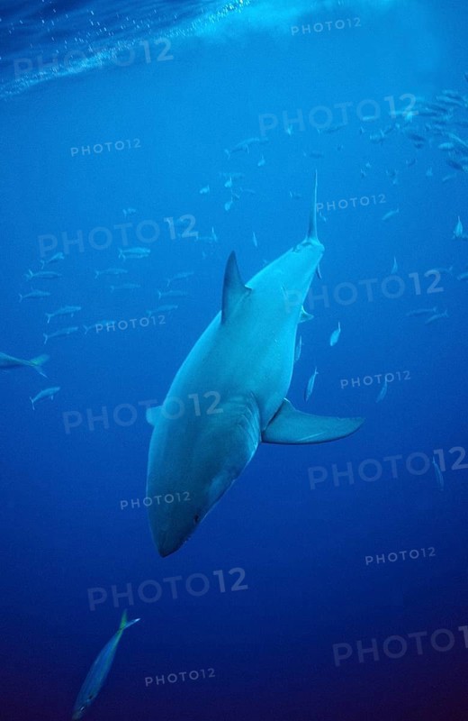Great white shark, Carcharodon carcharias, South Africa, Dyer Island, Gansbaai, Atlantic Ocean, Africa