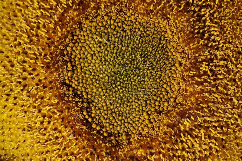 Centre of giant sunflower