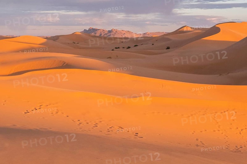Camel and bedouin footprints on the orange sand dunes of sahara desert in morocco during sunset