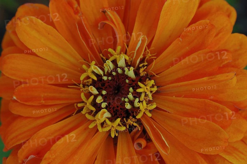 Centre of orange zinnia