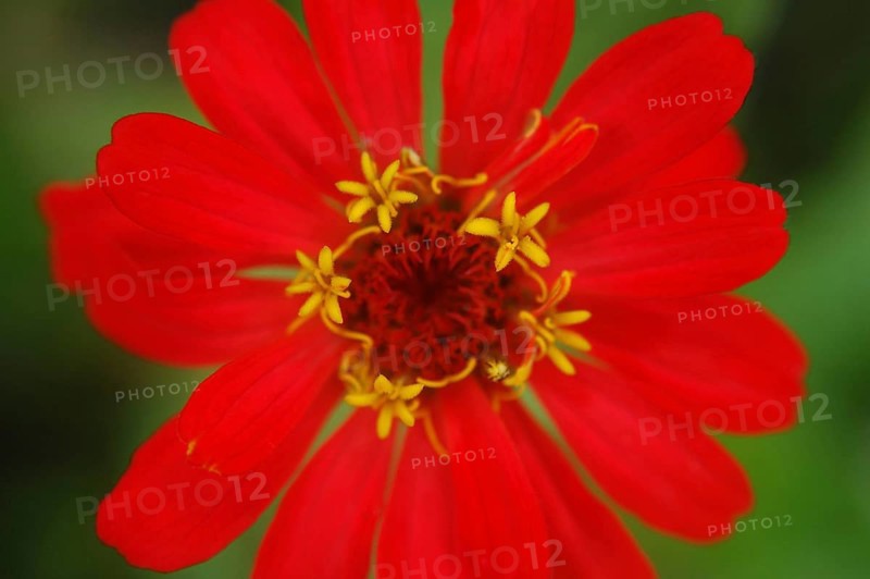 Red zinnia against green background