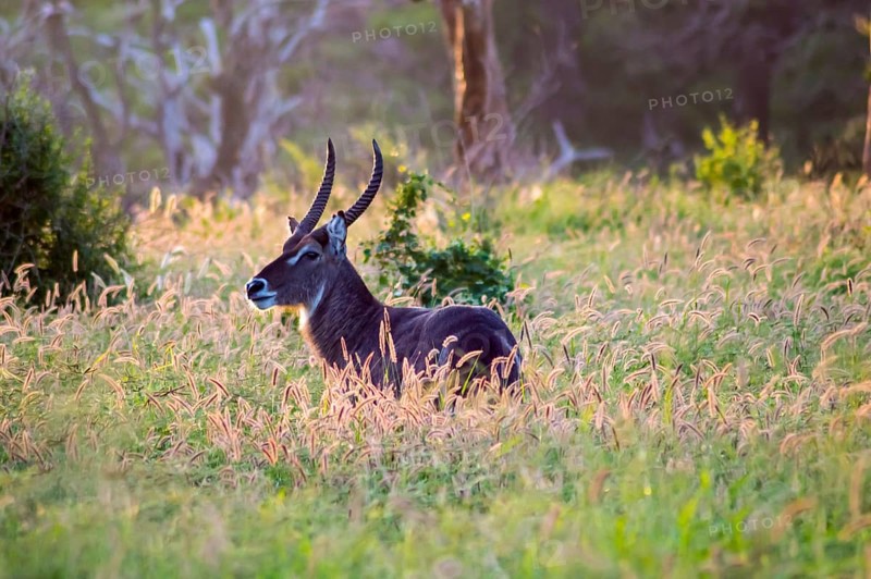 Waterbuck male, Kobus ellipsiprymnus, in the tall savannah grasses of Tsavo East Park in Kenya