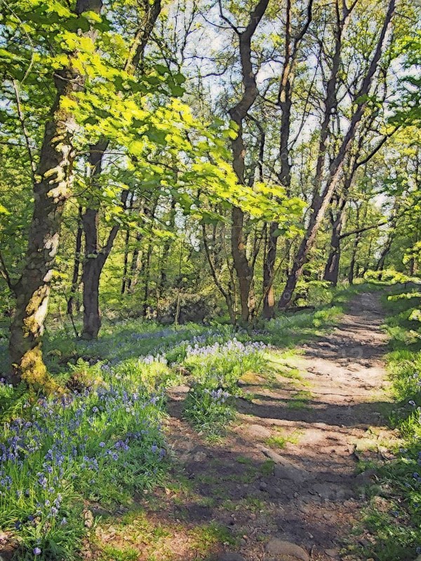 Watercolor painting of a woodland path running though a carpet of wild english bluebells and vibrant spring beech trees in bright sunlight