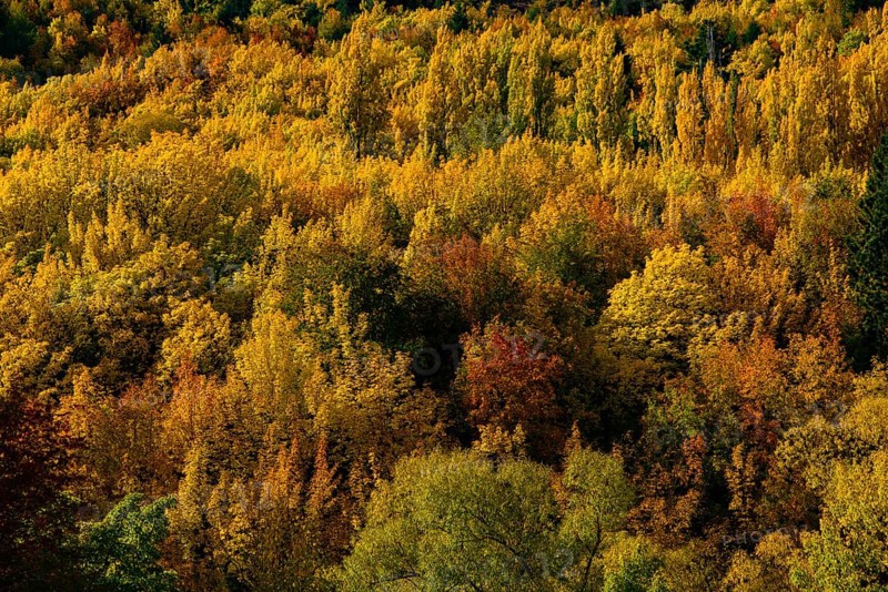 Forest with autumn leaves in Arrowtown, New Zealand, Oceania