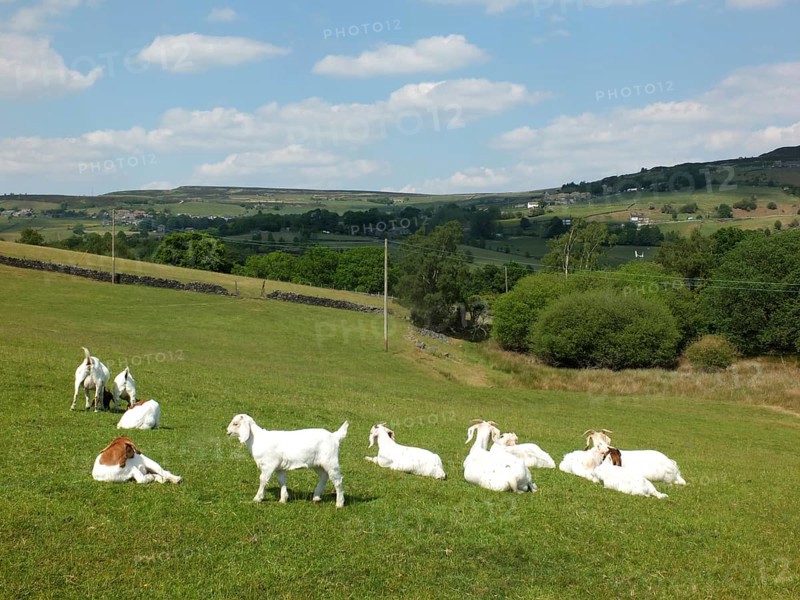 A family group of white farm goats laying down in a field in west yorkshire countryside