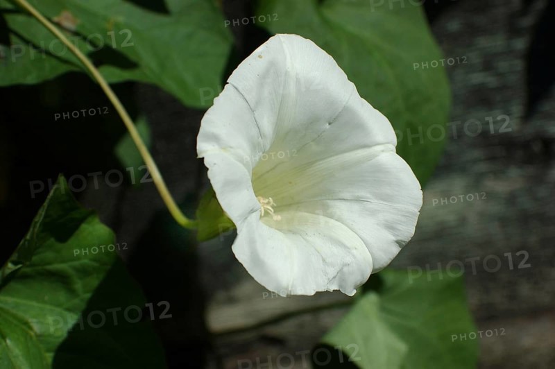 White Convolvulus