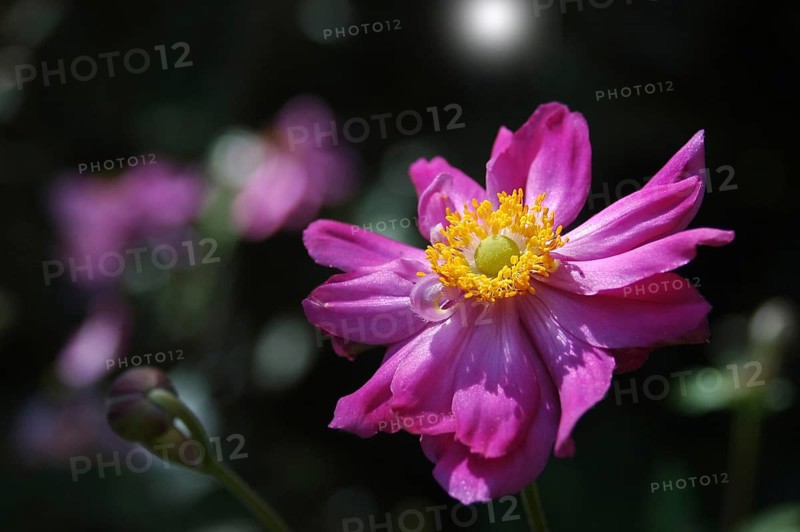 Mauve Japanese anemone