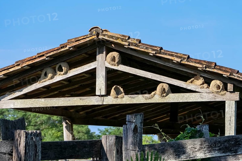 Clay nests of Rufous hornero birds in the roof of a barn in sunshine, Pantanal wetlands, Mato Grosso, Brazil, South America