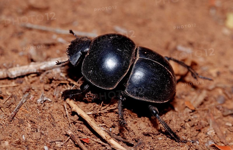 Scarab, Pachylomeras femoralis, South Africa, Addo Elephant National Park, Africa