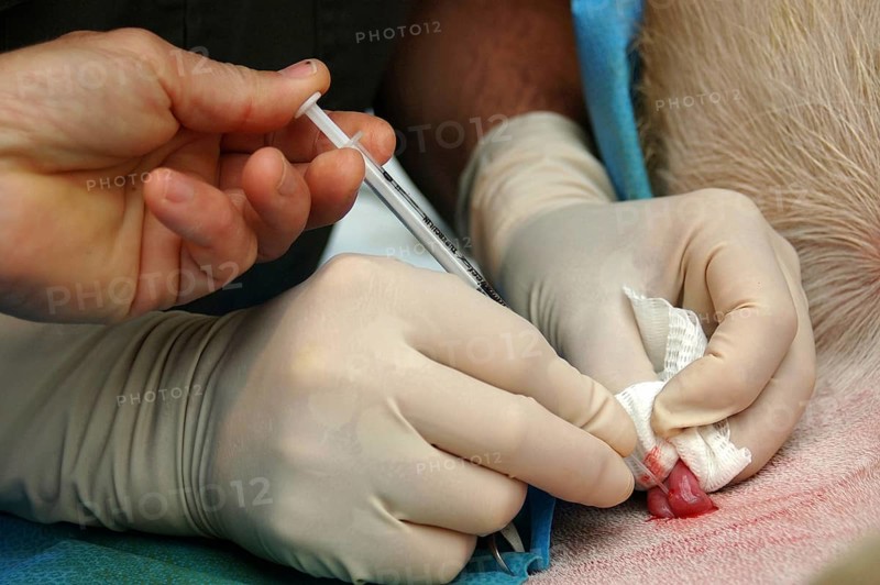 Vets implant an embryo into the uterus of a surrogate hind during an embryo transfer programme on red deer hinds in New Zealand