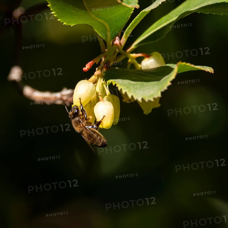 A bee feeding on yellow flowers with green leaves on a branch, set against a dark blurred background, pollinating insects on strawberry tree flowers, granada andalucia spain