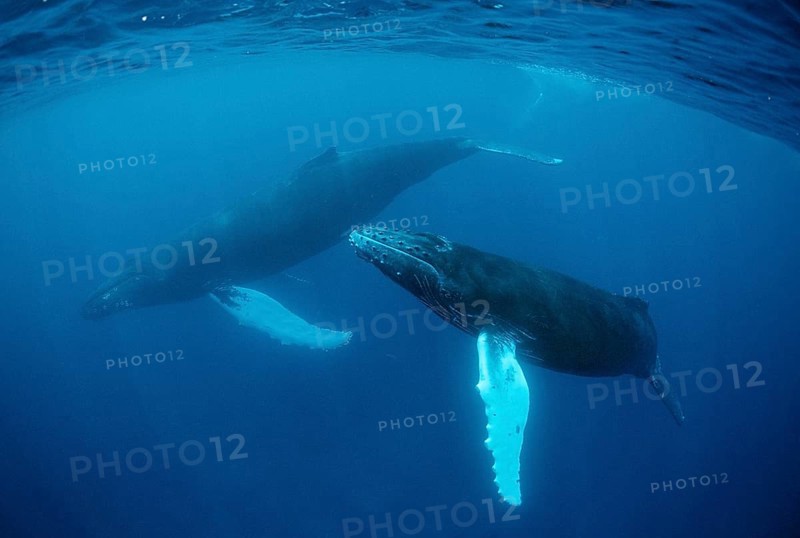 Humpback whale, mother and calf, Megaptera novaeangliae, Rurutu, Pacific Ocean, Tahiti, French Polynesia, Oceania