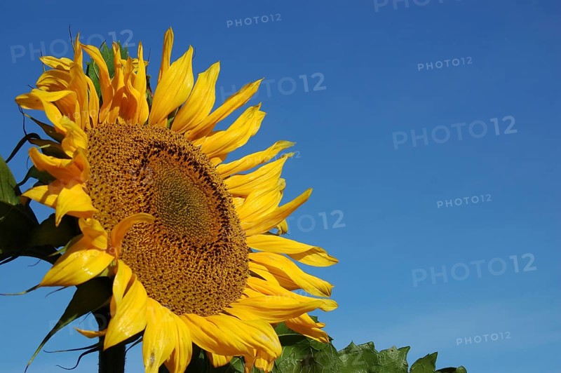 Giant sunflower against blue sky