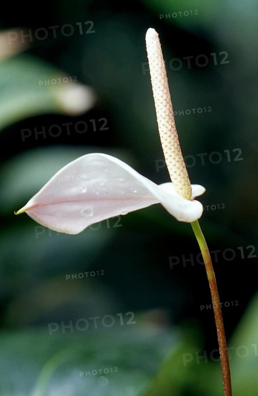 Pink flower, Arum lily, Zantedeschia aethiopica