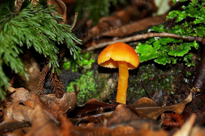 Yellow waxgill toadstool, probably a Hygrocybe species, West Coast, South Island, New Zealand, Oceania