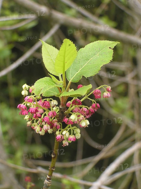 Flowers of a New Zealand tree, wineberry, Aristotelia serrata, West Coast, South Island, New Zealand, Oceania
