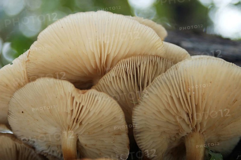 Underside of a group of pale brown toadstools, Flammulina velutipes, growing on a rotten log, West Coast, South Island, New Zealand, Oceania