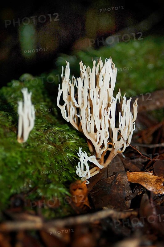 Coral fungi, genus Clavicorona, West Coast, South Island, New Zealand, Oceania