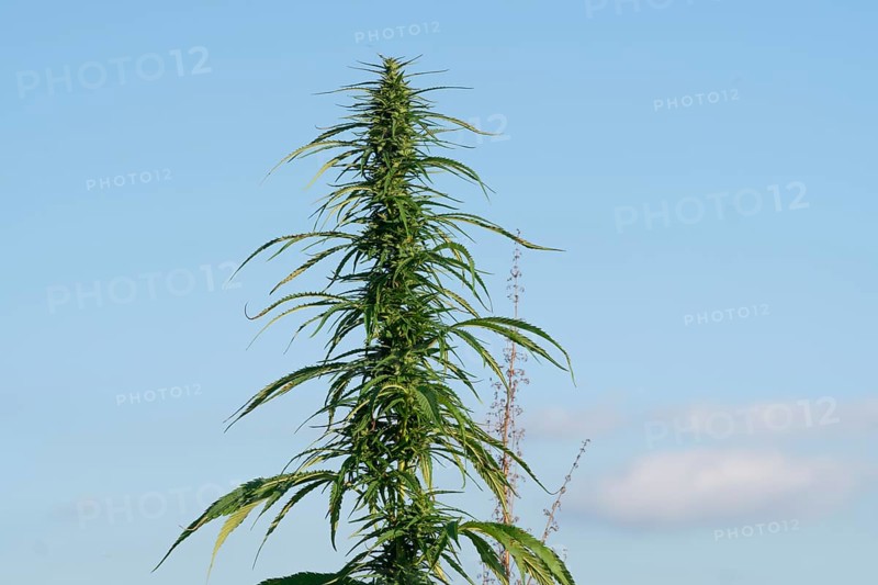 Marijuana plant at outdoor cannabis farm field