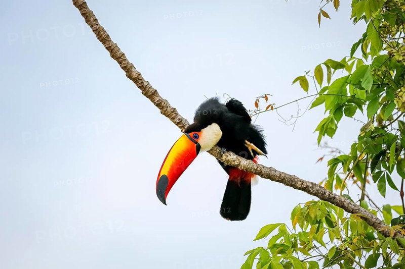 Close-up of a Toco toucan on bare branch against bright sky, Pantanal Wetlands, Mato Grosso, Brazil, South America
