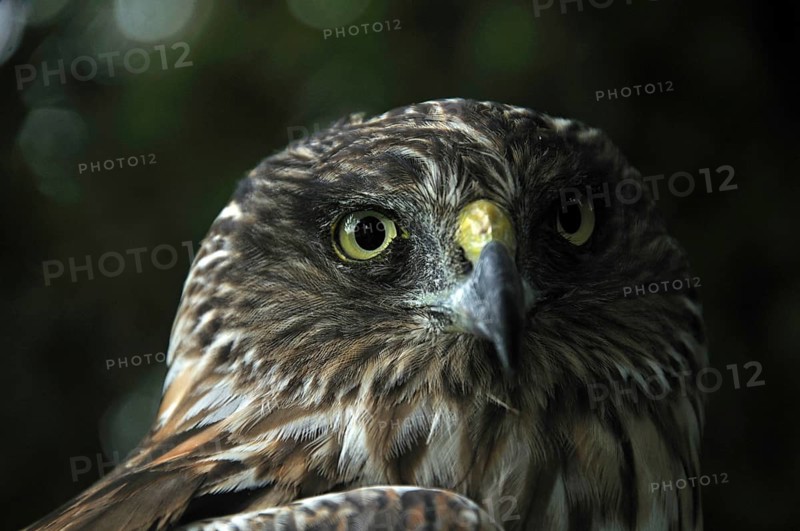 Portrait of Australasian Harrier Hawk, Circus approximans, New Zealand, Oceania