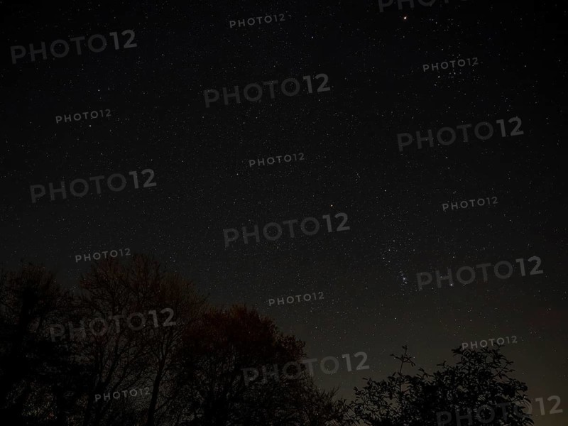 Winter night sky over Sussex, with constellations Orion, Gemini, Lupus and Taurus and silhoutted trees