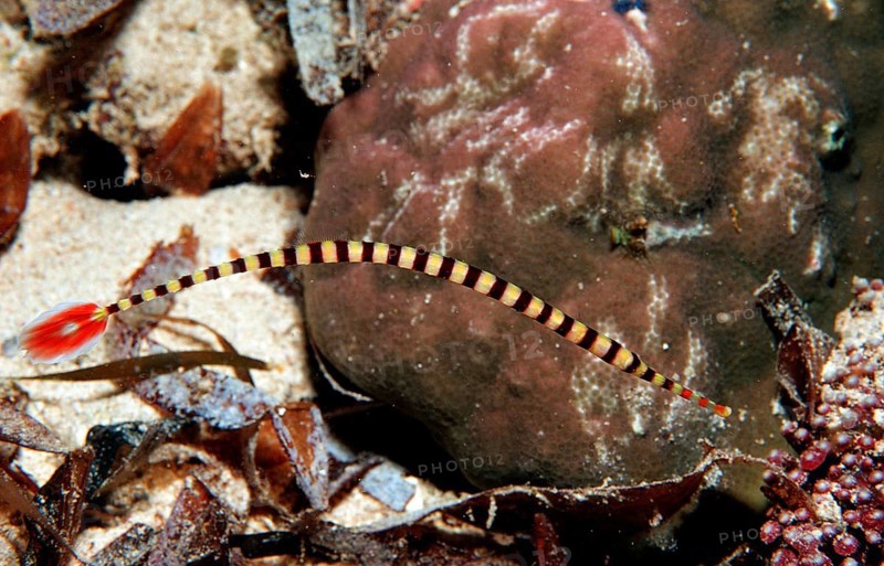 Banded pipefish, Doryrhamphus dactyliophorus, Indonesia, Wakatobi Dive Resort, Sulawesi, Indian Ocean, Banda Sea, Asia