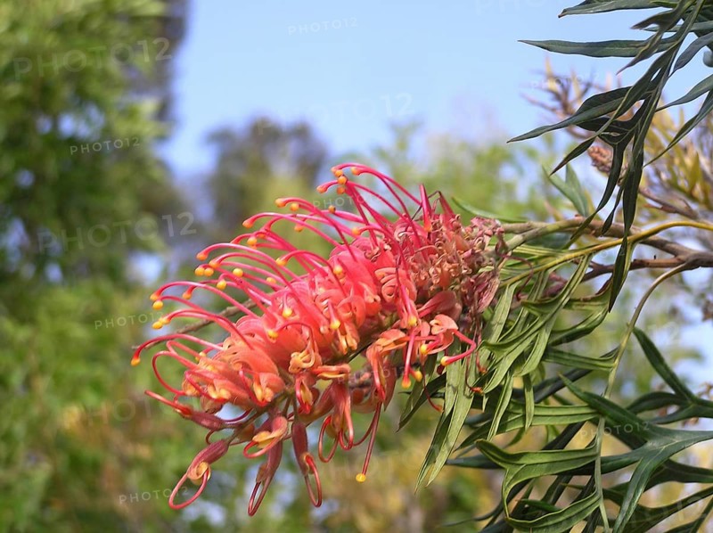 Red flower of grevillea robusta