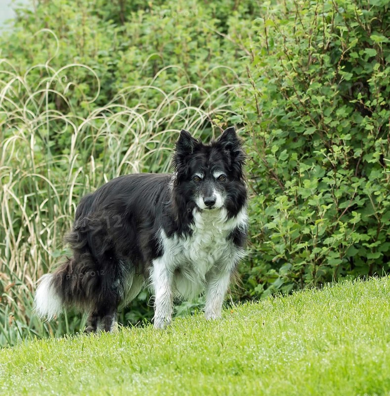 Elderly Border Collie