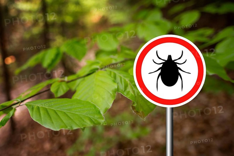 Tick insect warning sign in nature forest. Lyme disease and tick-borne meningoencephalitis transmitter
