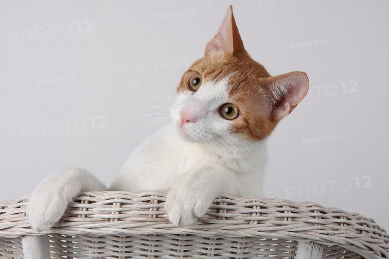Domestic cat, dark red-white, in basket chair, Felis silvestris forma catus, Domestic-cat, red-white, basket chair