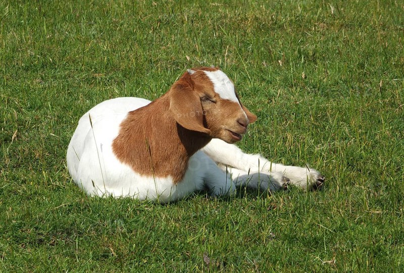 Baby boer goat sat in a field surrounded by grass in spring time