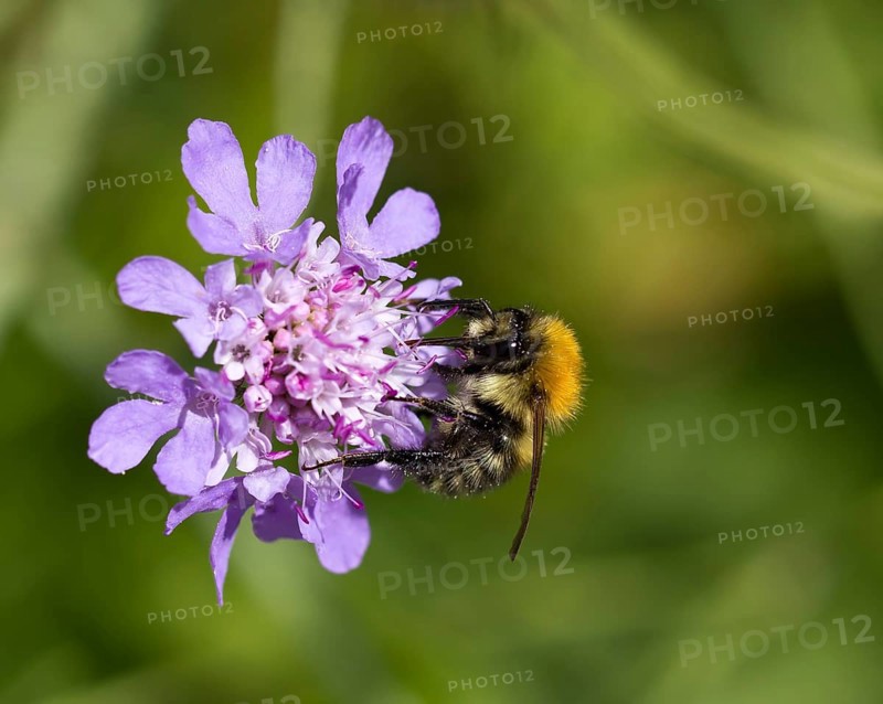 Bee on Devils Bit Scabious wild flower
