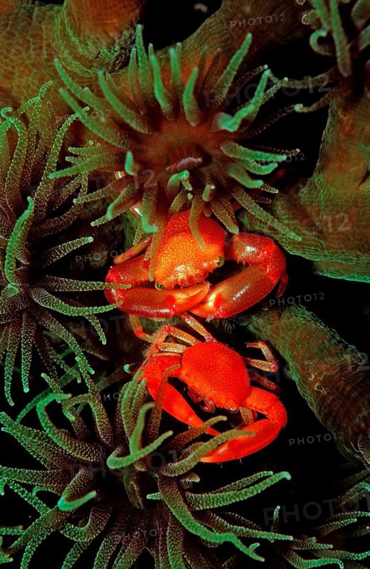 Coral crabs, Trapezia lutea, Bali, Indian Ocean, Indonesia, Asia