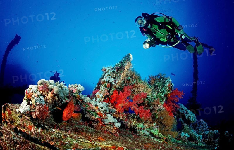 Diver and jewelled perch on the Numibia shipwreck, Cephalopholis miniata, Egypt, Africa, Red Sea, Africa
