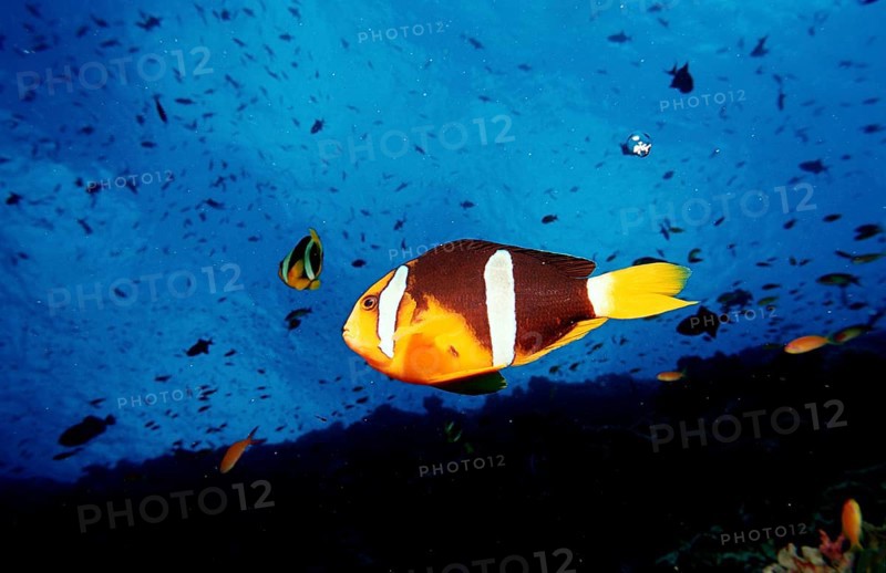 Clark's anemonefish, Amphiprion clarkii, Maldives, Indian Ocean, Ari Atoll, Asia