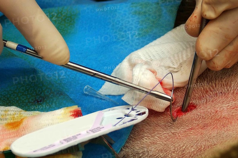 A vet sews up the incision in the abdomen of a surrogate hind during an embryo transfer programme on red deer hinds in New Zealand