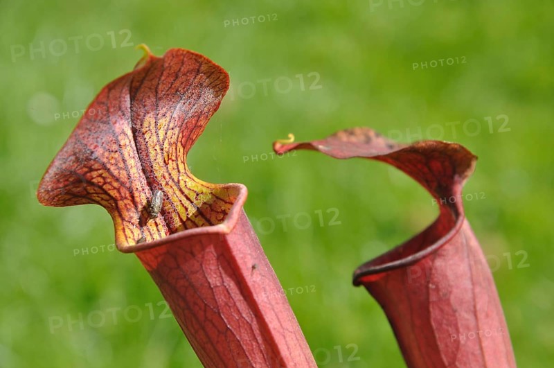 Purple sarracenia flower, carnivorous plant that traps insects and digests them